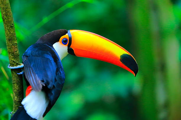 Bird-inspired Jewelry