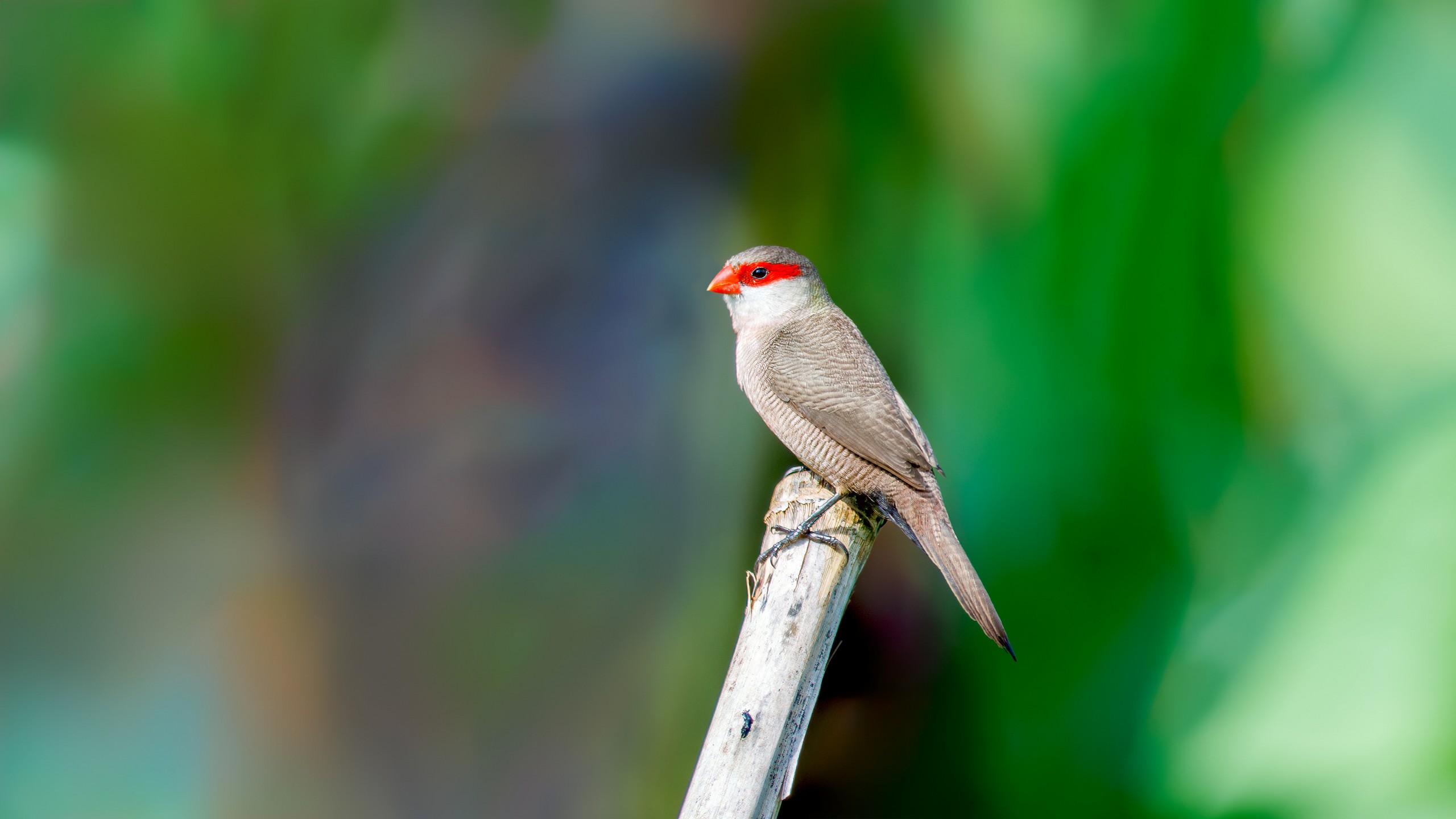 Rwanda Birds Atlas Project