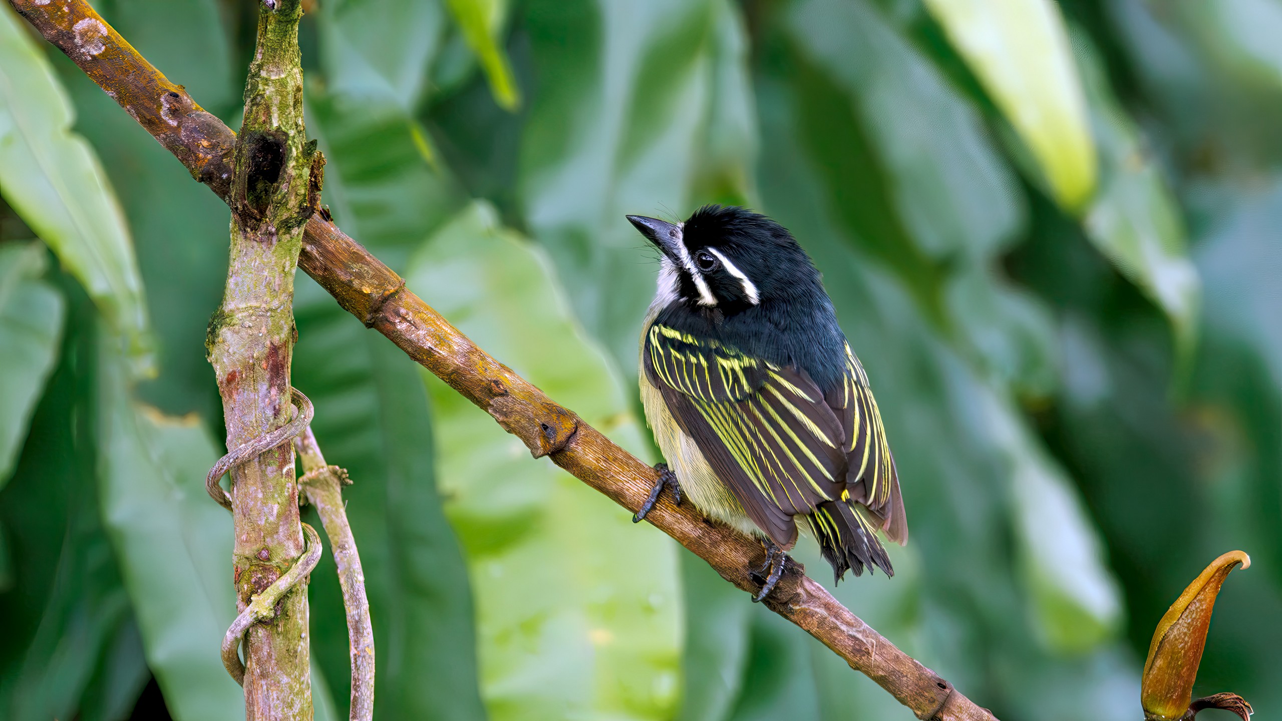Habitat Restoration & Conservation