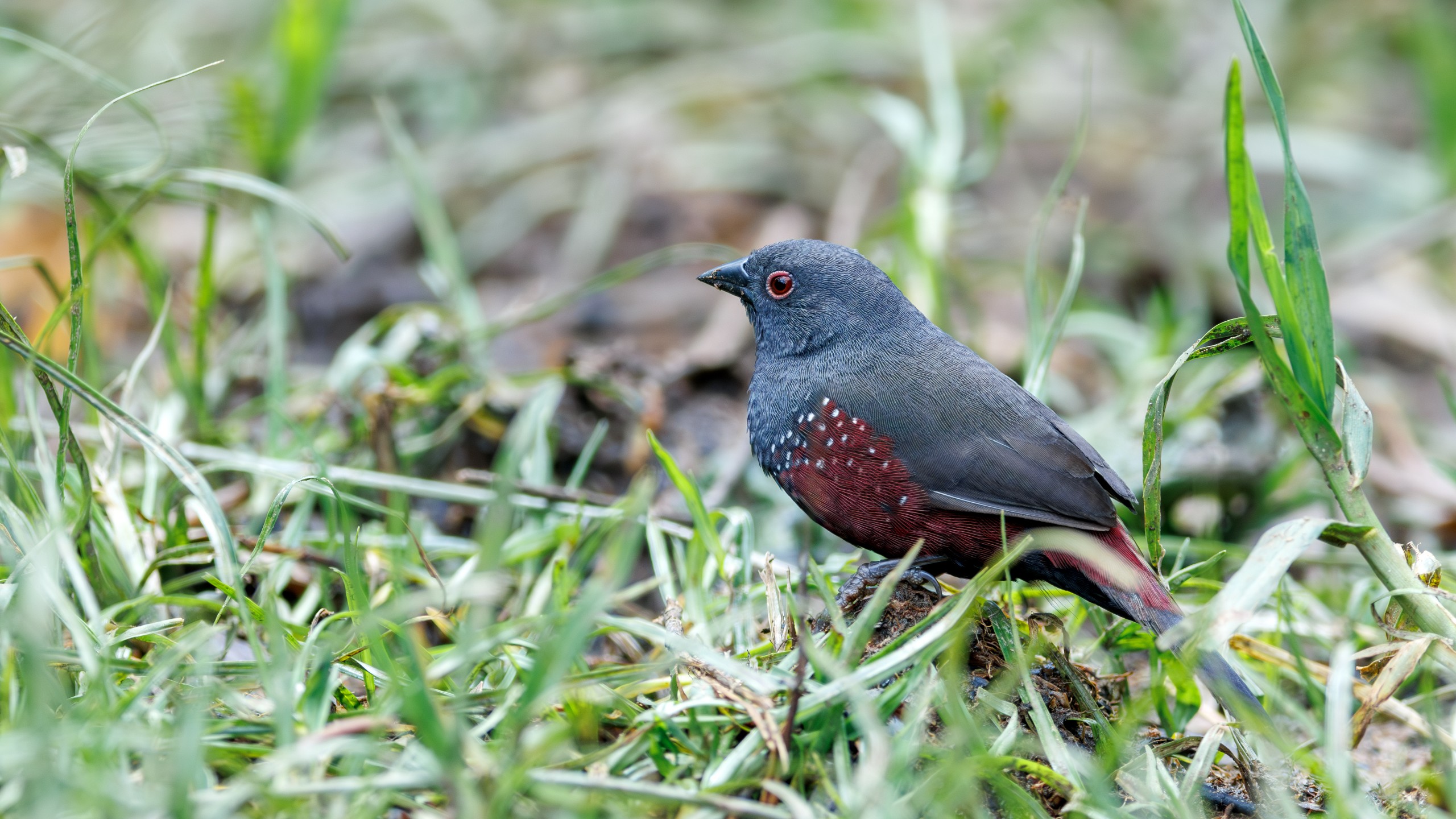 Bird 1