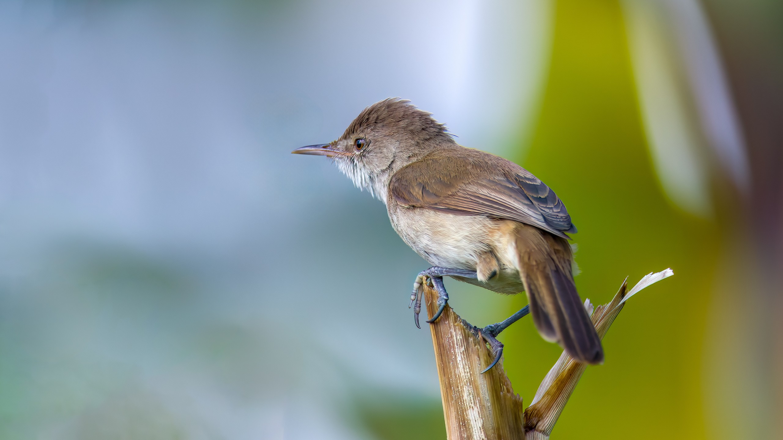Bird 2