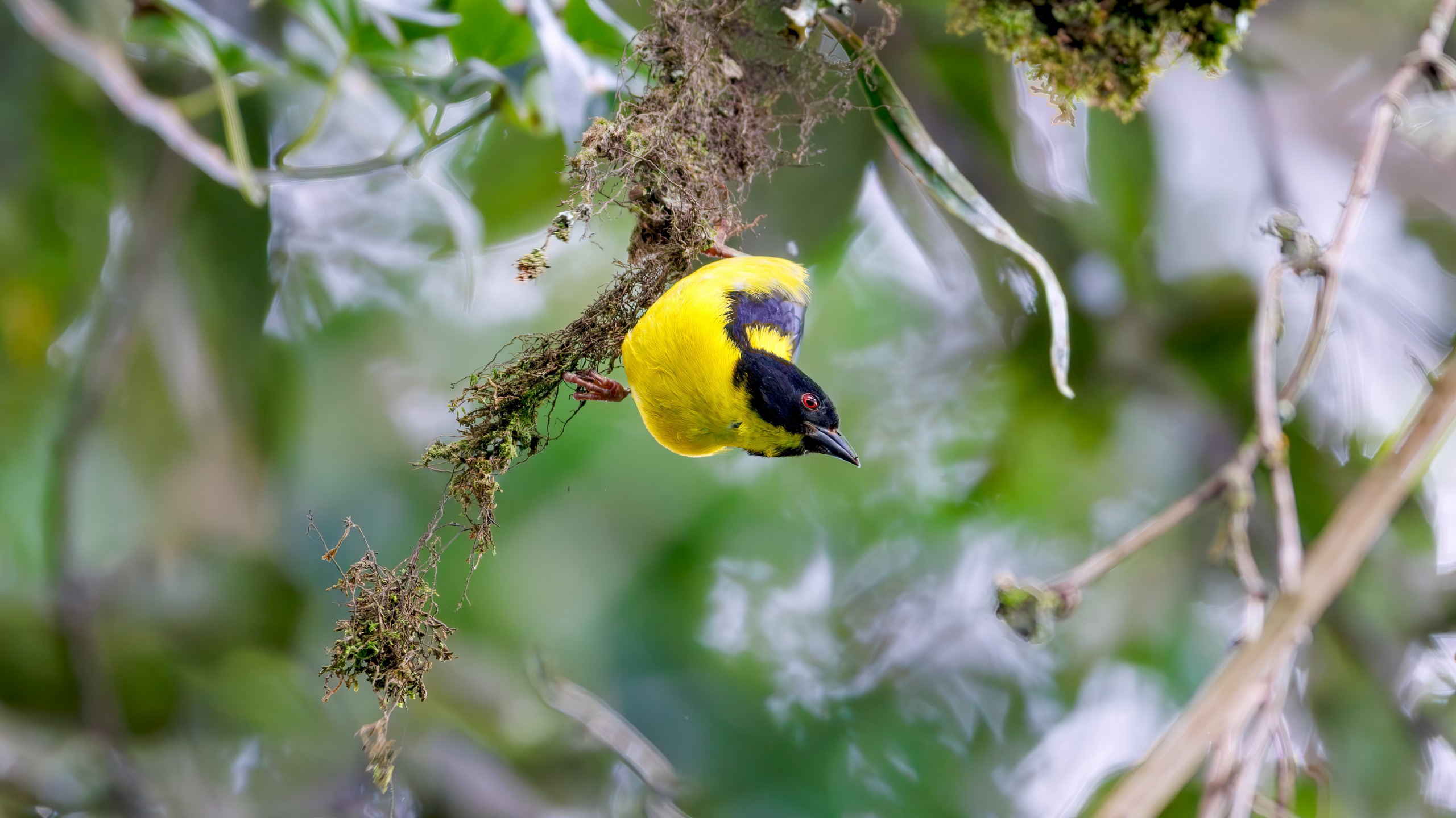 Bird 4
